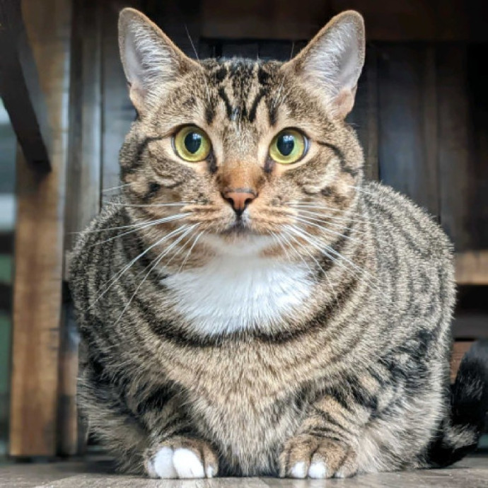 Multi- Cat Owner With More Love To Give- Cat Sitter - Tacoma