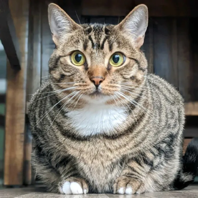 Multi- Cat Owner With More Love To Give- Cat Sitter - Tacoma