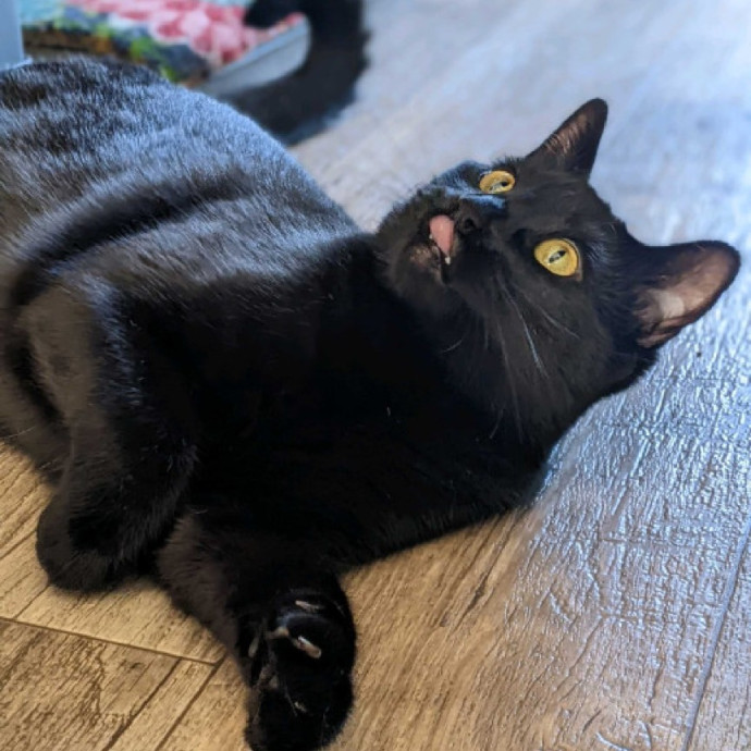 Multi- Cat Owner With More Love To Give- Cat Sitter - Tacoma
