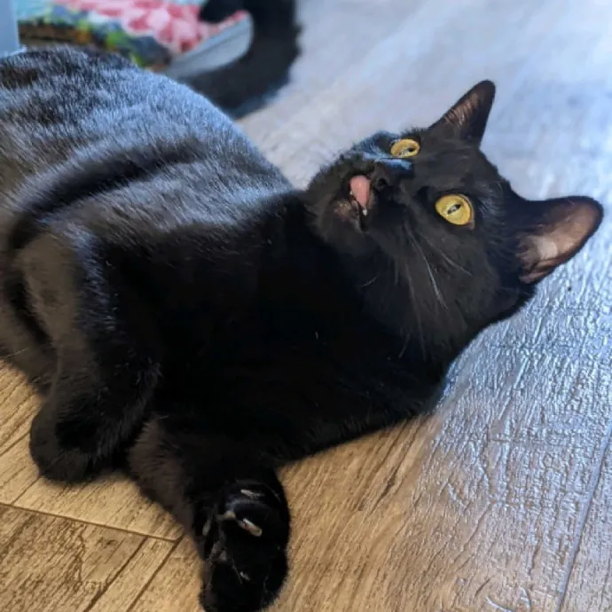 Multi- Cat Owner With More Love To Give- Cat Sitter - Tacoma