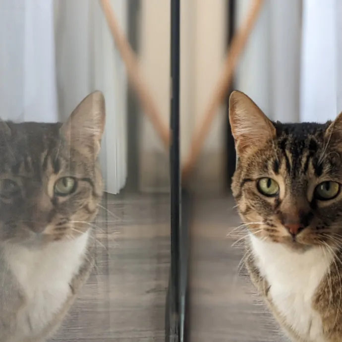 Multi- Cat Owner With More Love To Give- Cat Sitter - Tacoma