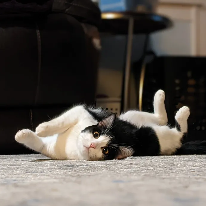 Multi- Cat Owner With More Love To Give- Cat Sitter - Tacoma