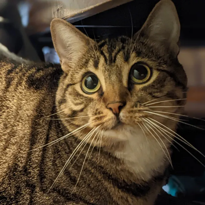 Multi- Cat Owner With More Love To Give- Cat Sitter - Tacoma