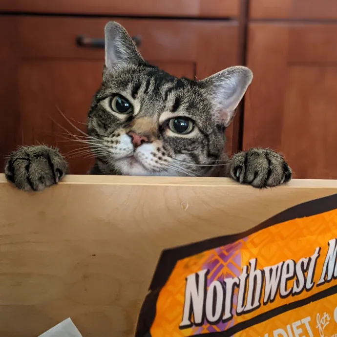 Multi- Cat Owner With More Love To Give- Cat Sitter - Tacoma