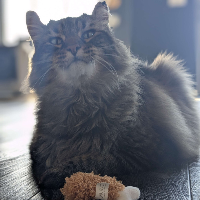 Multi- Cat Owner With More Love To Give- Cat Sitter - Tacoma