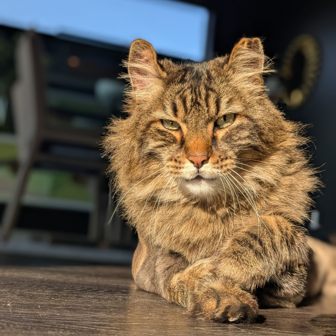 Multi- Cat Owner With More Love To Give- Cat Sitter - Tacoma