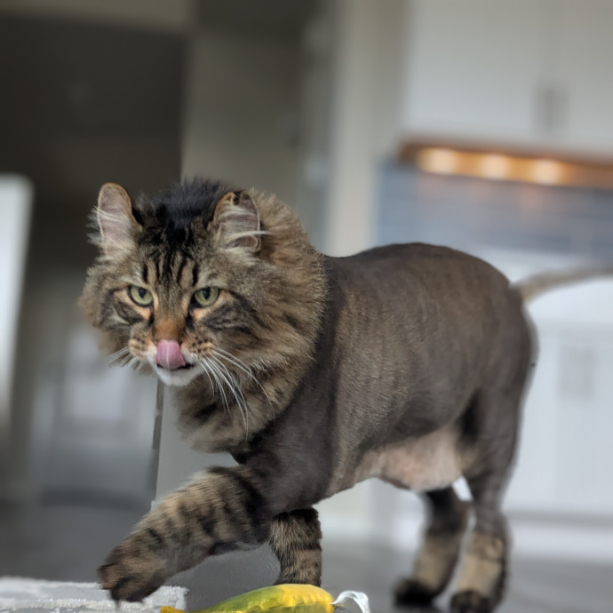 Multi- Cat Owner With More Love To Give- Cat Sitter - Tacoma