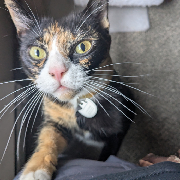 Multi- Cat Owner With More Love To Give- Cat Sitter - Tacoma