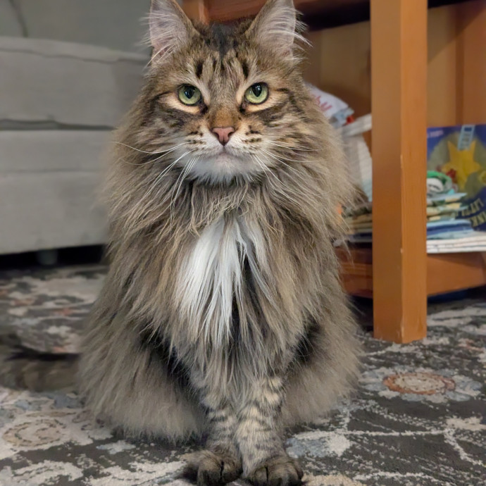 Multi- Cat Owner With More Love To Give- Cat Sitter - Tacoma photo 3