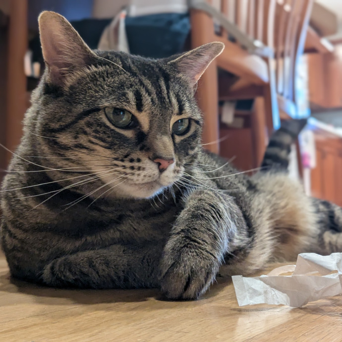 Multi- Cat Owner With More Love To Give- Cat Sitter - Tacoma photo 2