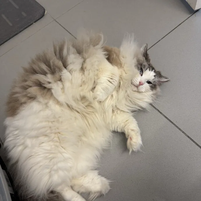 Leo S.