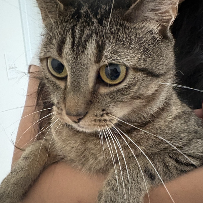 Life Long Cat Lover