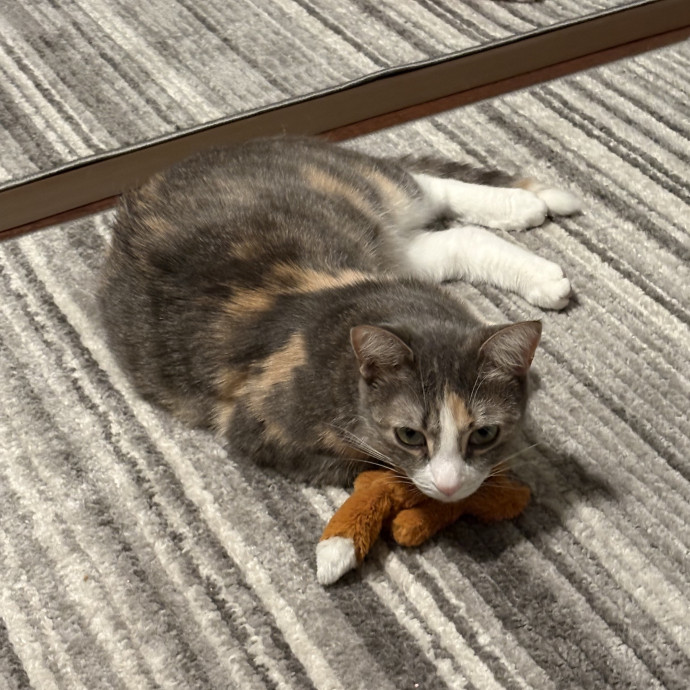 Life Long Cat Lover
