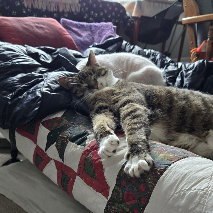 The Cat Whisperer