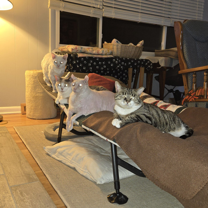 The Cat Whisperer