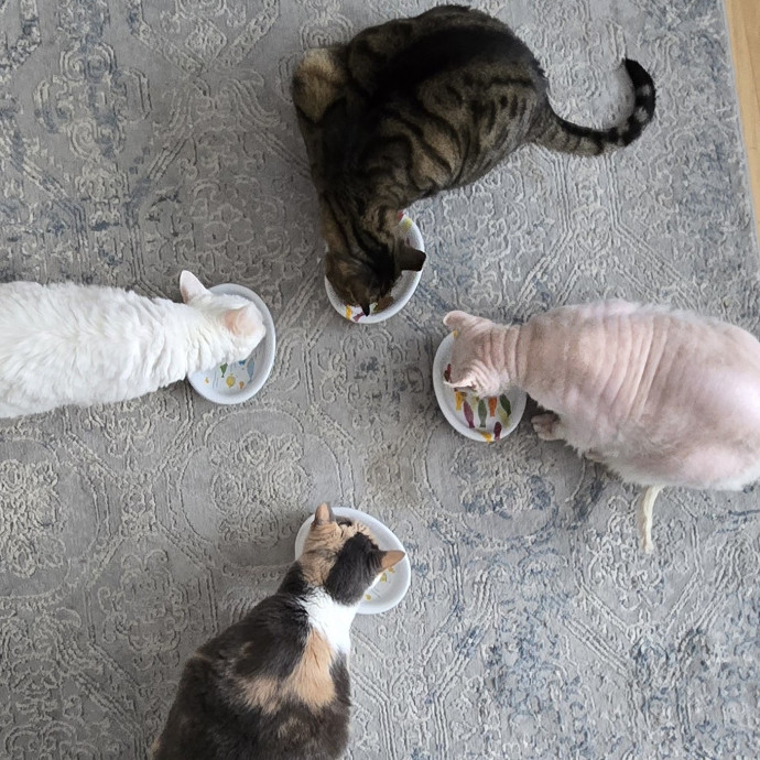 The Cat Whisperer photo 3