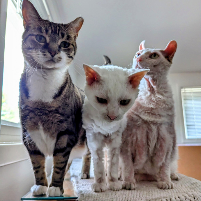 The Cat Whisperer photo 2