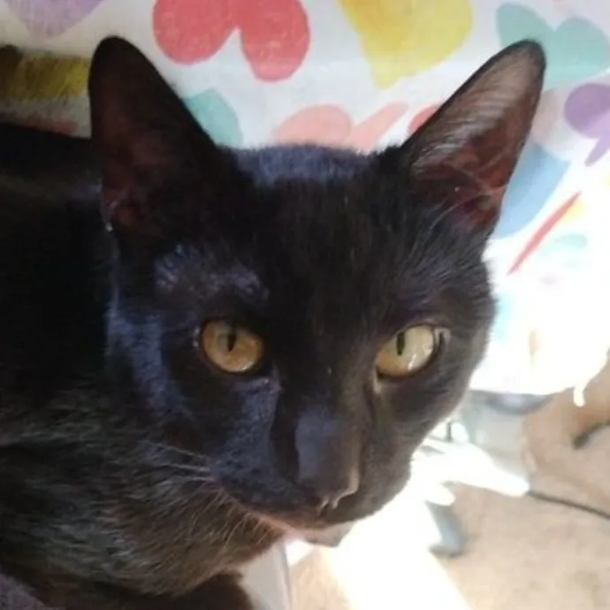 Crystal's Fantastic Feline Care