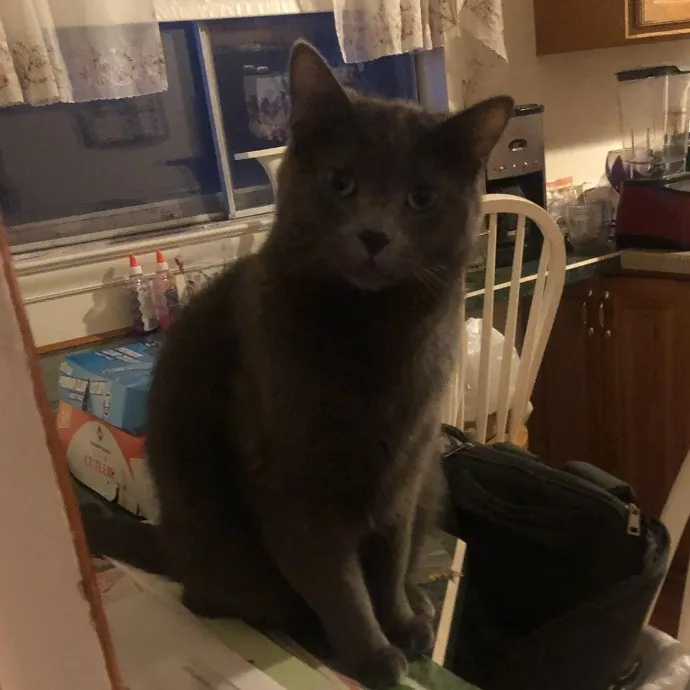 Crystal's Fantastic Feline Care