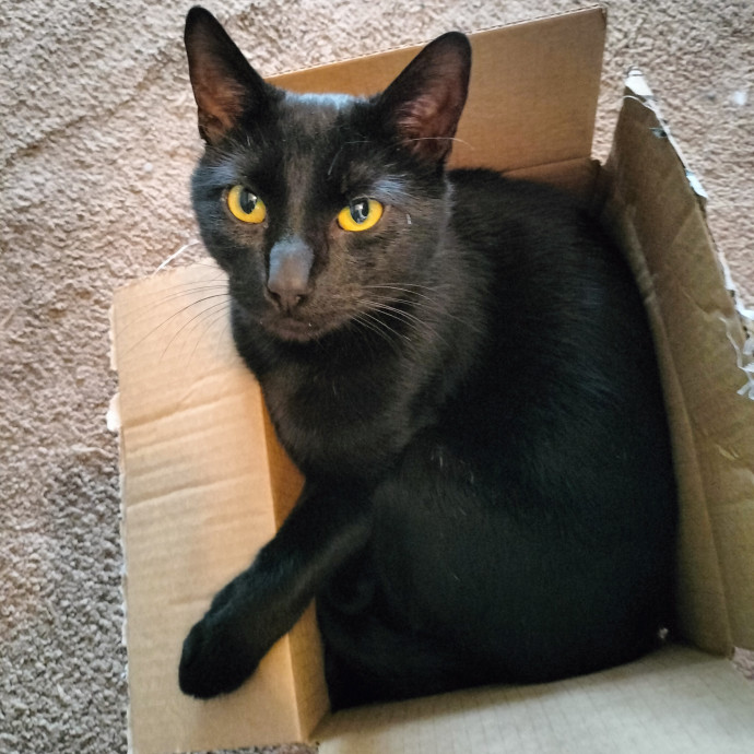 Crystal's Fantastic Feline Care