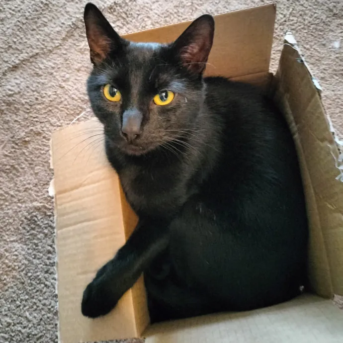 Crystal's Fantastic Feline Care