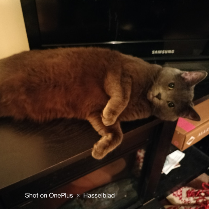 Crystal's Fantastic Feline Care