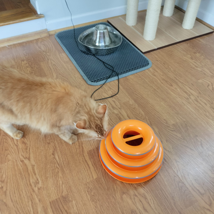 Crystal's Fantastic Feline Care photo 3