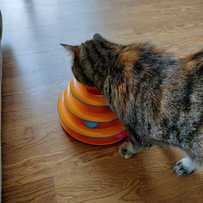 Crystal's Fantastic Feline Care photo 2