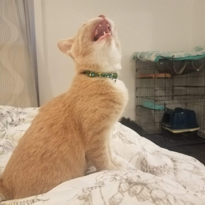 Caring Experienced Cat Lover