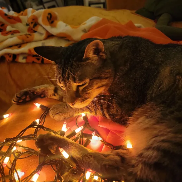 Caring Experienced Cat Lover