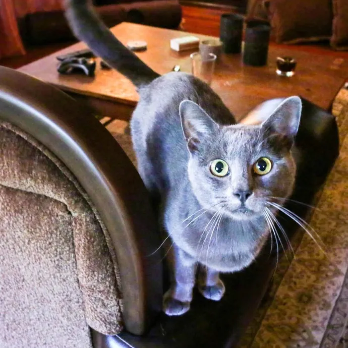 Caring Experienced Cat Lover