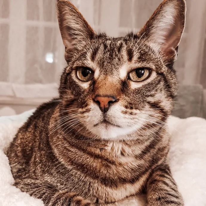 Caring Experienced Cat Lover