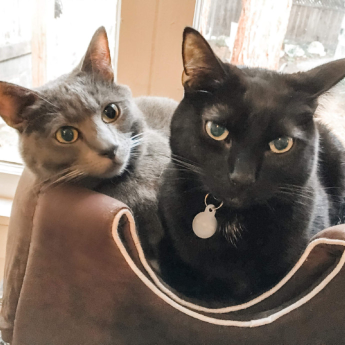 Caring Experienced Cat Lover