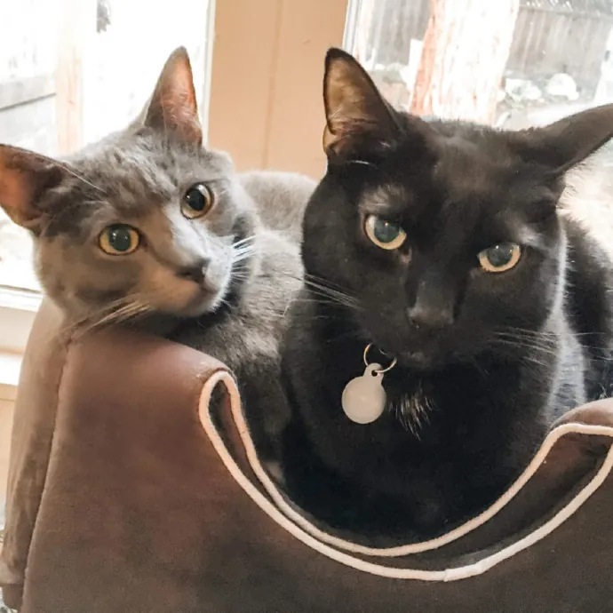 Caring Experienced Cat Lover