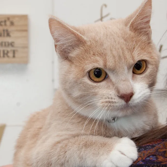 Caring Experienced Cat Lover