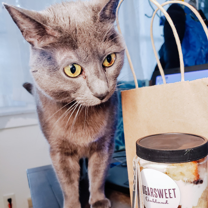 Caring Experienced Cat Lover
