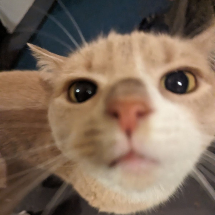 Caring Experienced Cat Lover
