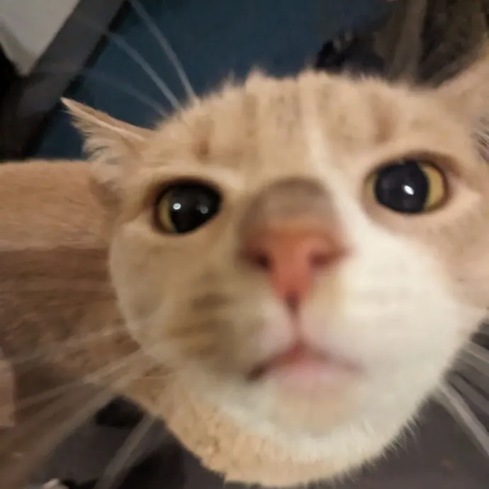 Caring Experienced Cat Lover