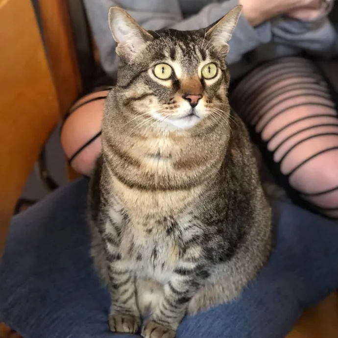 Caring Experienced Cat Lover