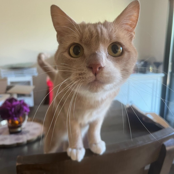 Caring Experienced Cat Lover