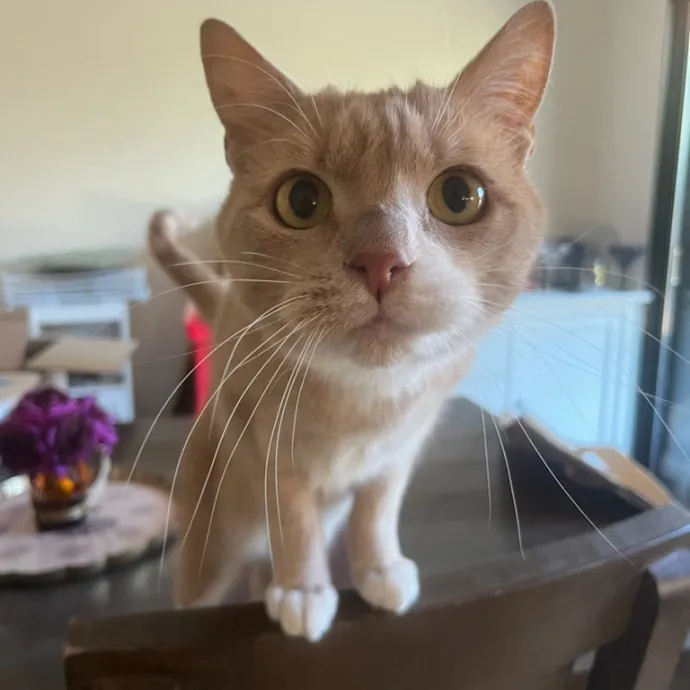 Caring Experienced Cat Lover