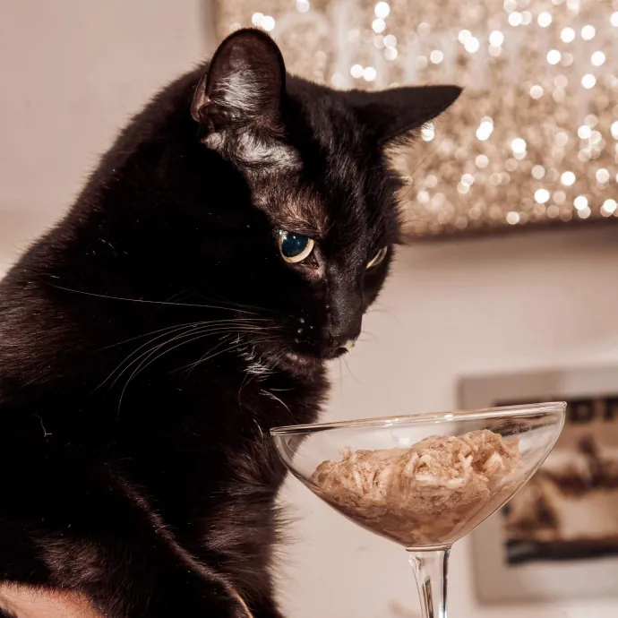 Caring Experienced Cat Lover