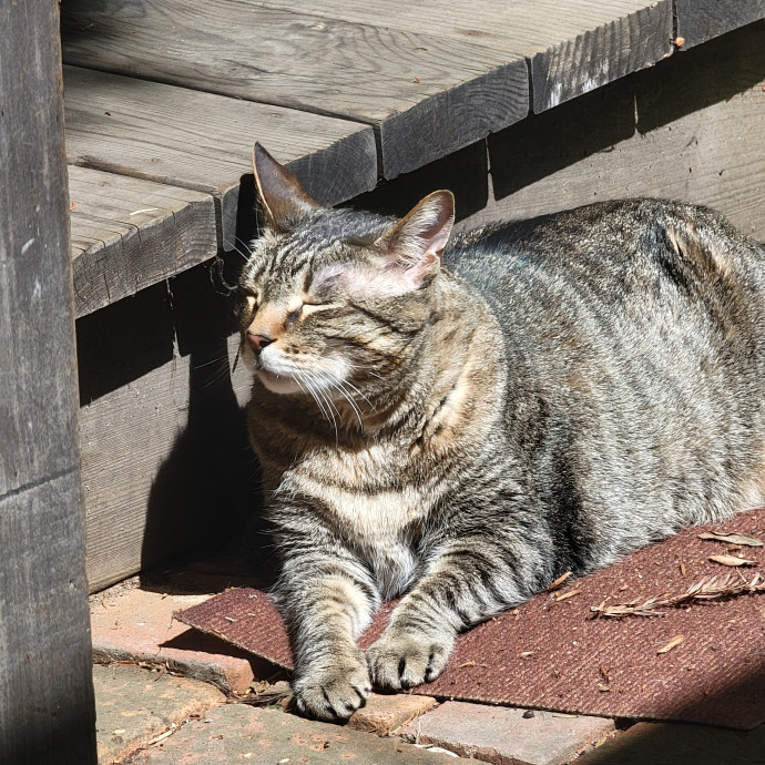 Caring Experienced Cat Lover