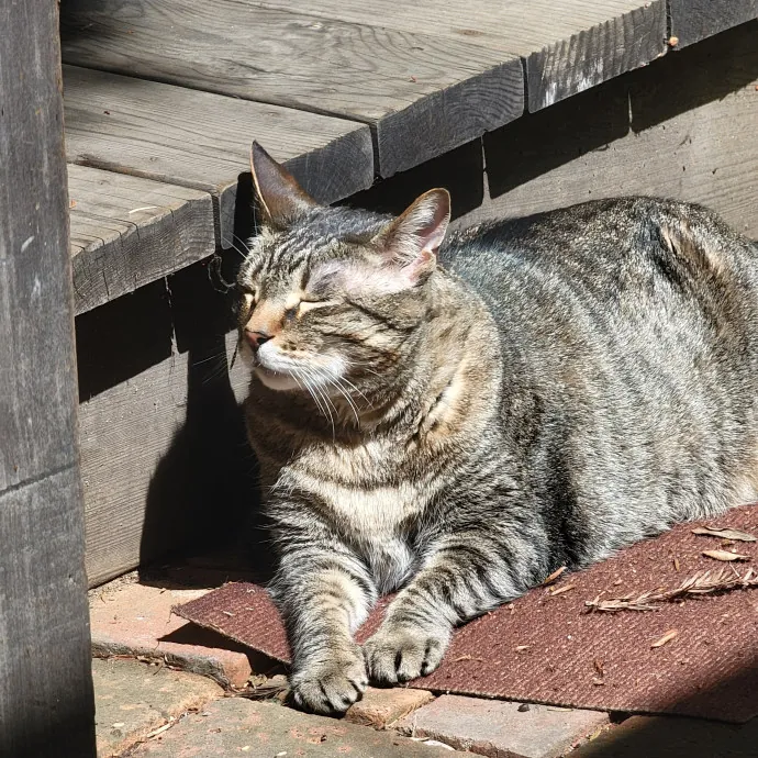 Caring Experienced Cat Lover