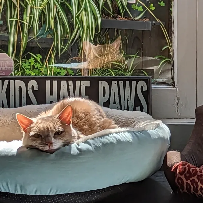 Caring Experienced Cat Lover