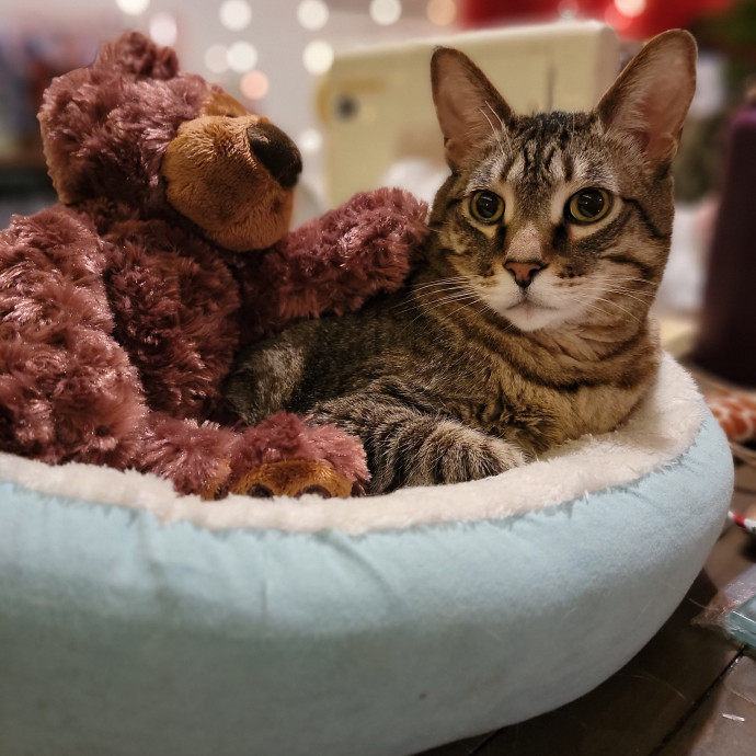 Caring Experienced Cat Lover