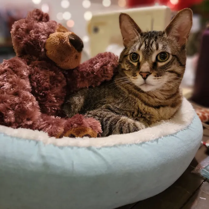 Caring Experienced Cat Lover