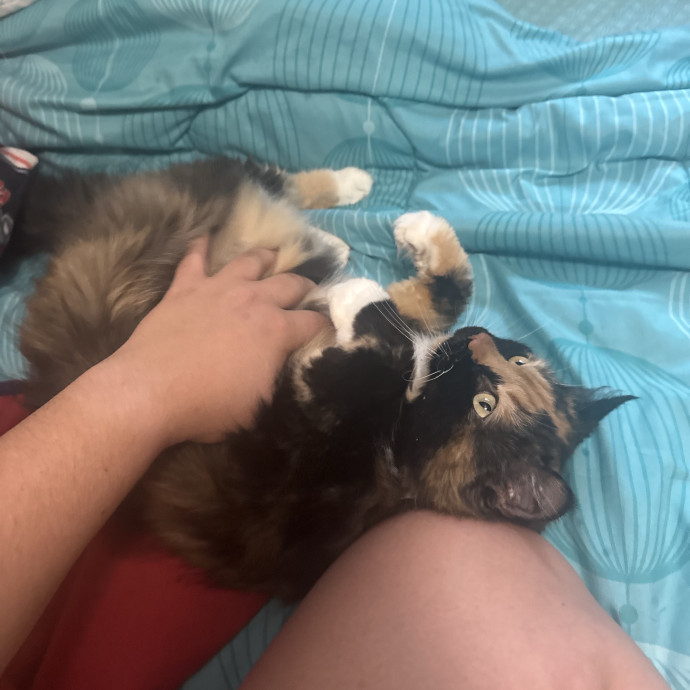 Kitty Connoisseur photo 2