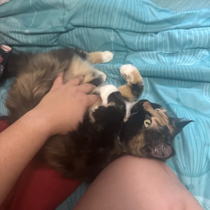 Kitty Connoisseur photo 2