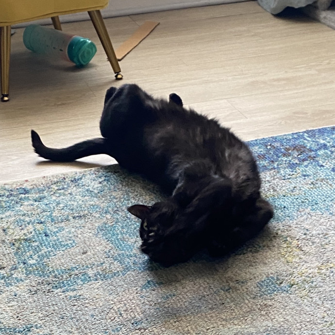 Tender Loving Kitty Care